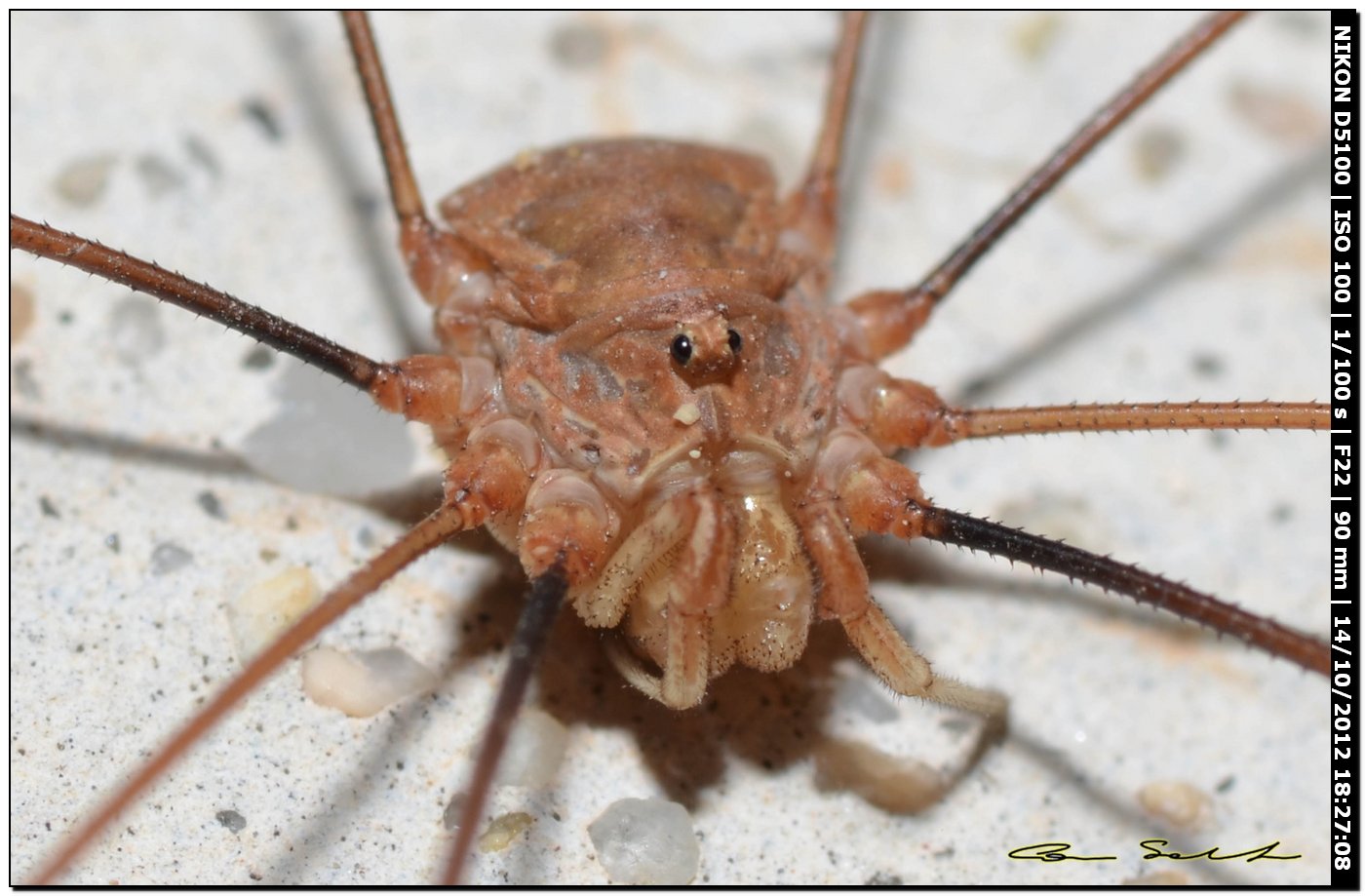 Dasylobus argentatus argentatus? da Usini 180